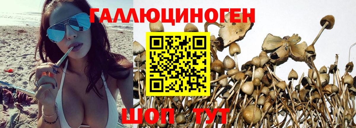 Псилоцибиновые грибы Psilocybine cubensis Узловая